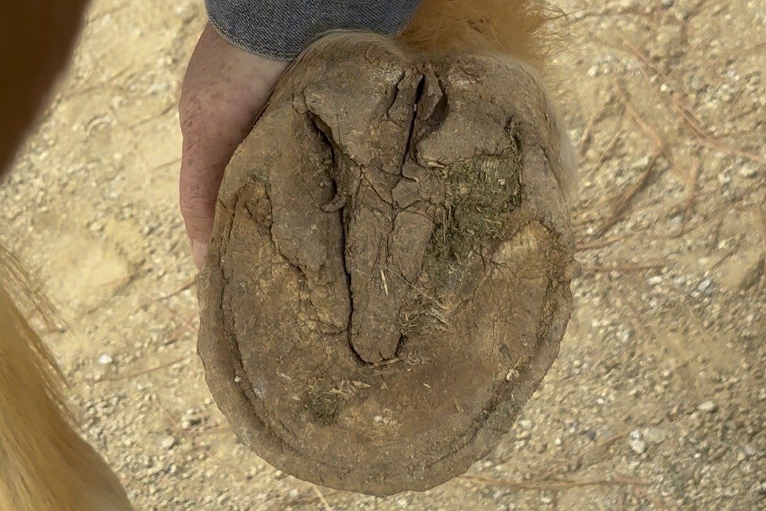 A horse's hoof held up between trims, sole and frog visible: the cycle a farrier reminder app keeps on schedule